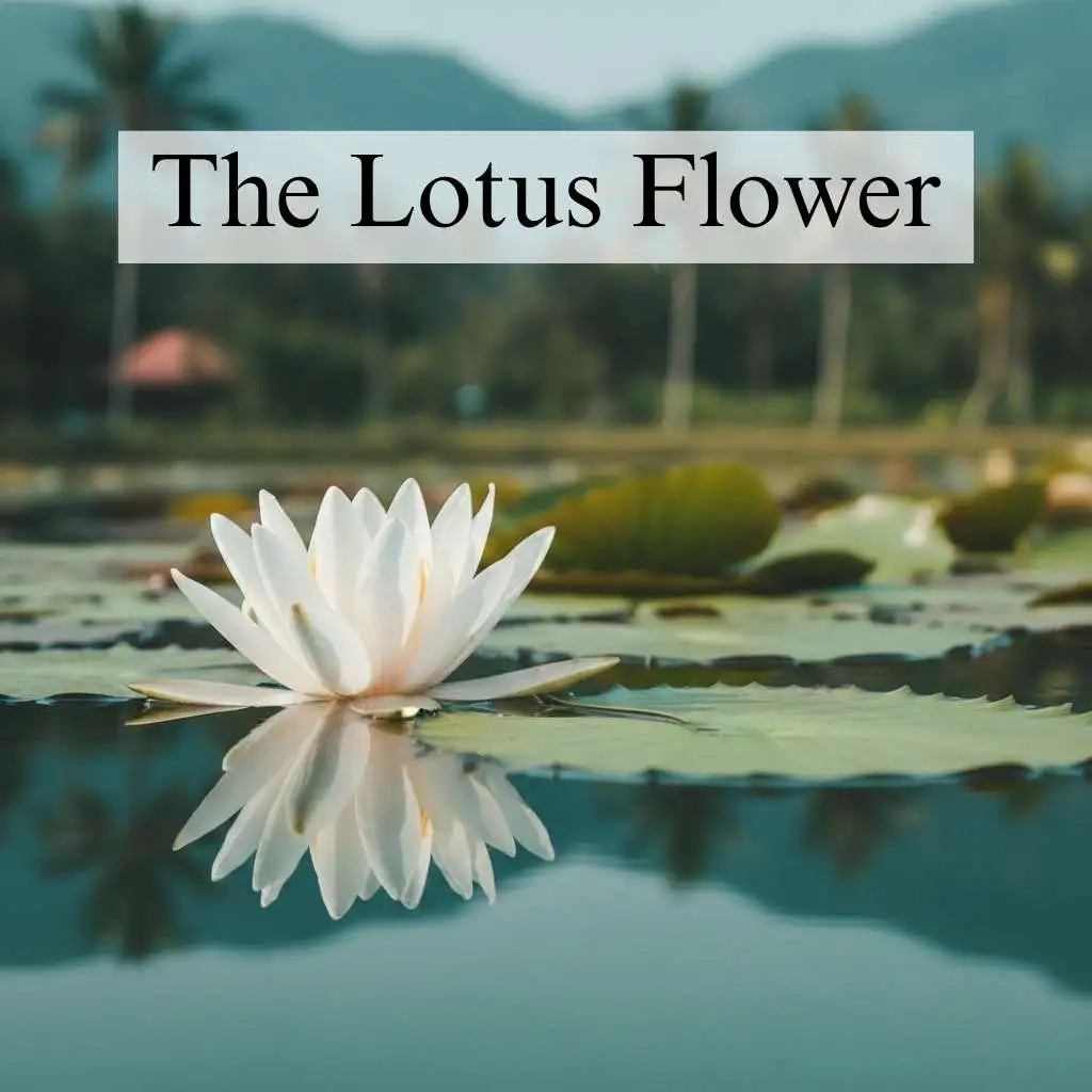 The Lotus Flower